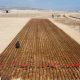 Científicos del INIA prueban sembrar arroz que resiste a la sequía en Arica y Parinacota