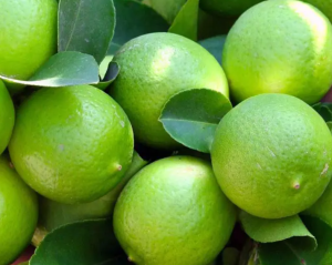 En Michoacán: Instalarán laboratorios para el control biológico de plagas en cultivos de limón