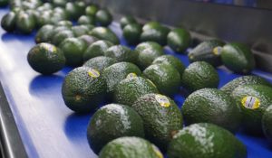 Productores mexicanos podrán exportar aguacate Hass al mercado brasileño tras acuerdo sanitario