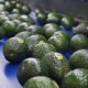 Productores mexicanos podrán exportar aguacate Hass al mercado brasileño tras acuerdo sanitario
