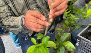 INIFAP entregó recomendaciones técnicas y prácticas a agricultores en propagación de árboles frutales vía injerto