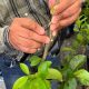 INIFAP entregó recomendaciones técnicas y prácticas a agricultores en propagación de árboles frutales vía injerto