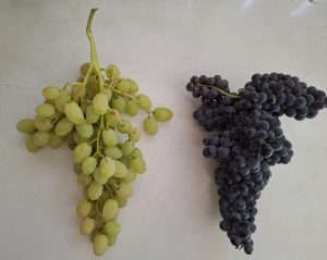 Investigación chilena identifica genes que podrían facilitar el desarrollo de nuevas variedades de uva de mesa