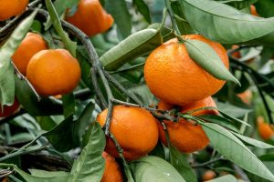 La producción de cítricos de Florida alcanzó el nivel más bajo desde 1920