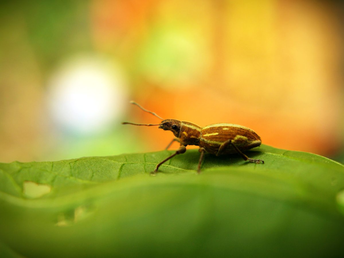 CAPIREL: Protección sustentable y eficaz contra el burrito de la vid en uva de mesa