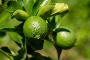 México impulsa el limón persa como un producto estratégico en su canasta exportadora
