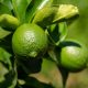 México impulsa el limón persa como un producto estratégico en su canasta exportadora