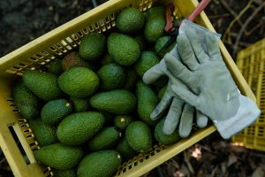 ProHass proyecta un crecimiento de hasta 15 % en exportaciones de palta Hass para 2026