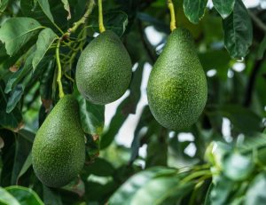 México fortalece sus relaciones comerciales con Japón: reconocen la calidad de los aguacates nacionales
