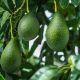 México fortalece sus relaciones comerciales con Japón: reconocen la calidad de los aguacates nacionales