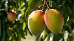 Los mangos de Michoacán apuestan por la diversificación de mercados: Europa, Rusia y Japón entre los nuevos destinos