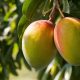 Los mangos de Michoacán apuestan por la diversificación de mercados: Europa, Rusia y Japón entre los nuevos destinos