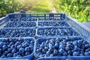 Superficie de producción de berries en México se reduce en más de 10.000 hectáreas en cuatro años