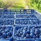 Superficie de producción de berries en México se reduce en más de 10.000 hectáreas en cuatro años
