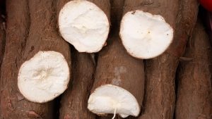 Descubren genes en la yuca que la harían más resistente a bacterias y sequías en el futuro