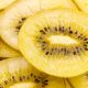Urge un programa de mejoramiento genético de kiwi amarillo para la realidad chilena