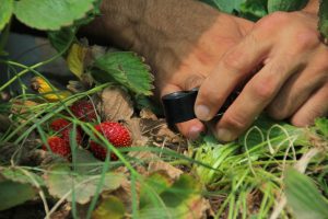SAG cambia estatus de nematodo que afecta a frutilla