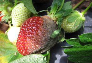 Universidad colombiana desarrolló un recubrimiento orgánico que prolonga la vida útil de las fresas