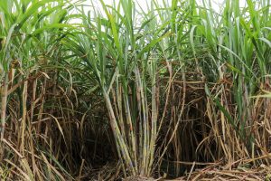 Innovación genética para una caña de azúcar más productiva y resiliente