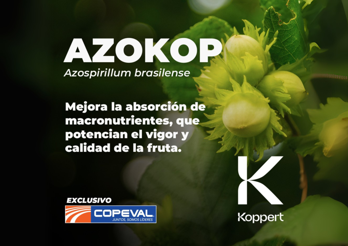 Estrategia de suelo para el Avellano Europeo