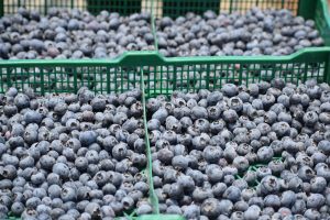 AgroFresh Xperience llega a Trujillo el 28 de agosto con foco en arándanos y palta Hass