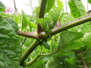 El complejo Punta Morada de la Papa y otras solanáceas en Colombia