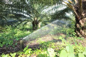 Evaluación de diferentes métodos de riego