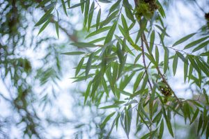 ¿Cómo Orbix y Salicina activan defensas naturales frente a hongos y plagas?