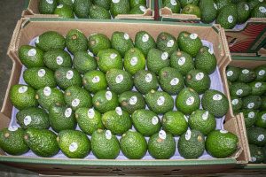 Cadmio: cómo enfrentar al enemigo oculto que afecta a la palta peruana