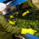 Agroexportaciones peruanas mantienen crecimiento anual pese a ajustón de precios en julio