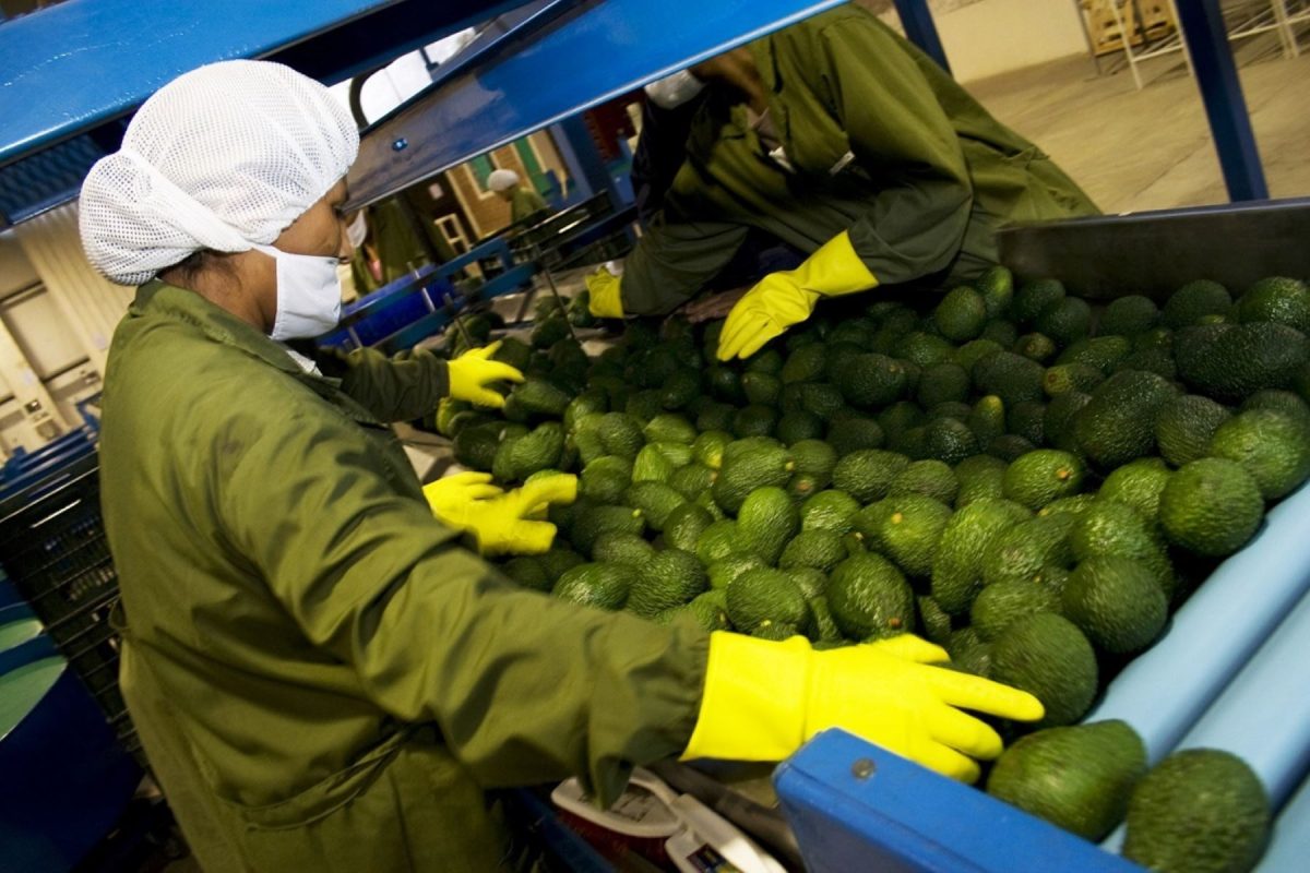 Agroexportaciones peruanas mantienen crecimiento anual pese a ajustón de precios en julio