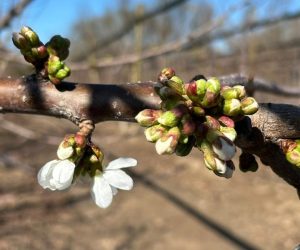 Comienza la floración de cerezos en Ovalle, 5 días anticipado respecto a 2024
