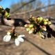 Comienza la floración de cerezos en Ovalle, 5 días anticipado respecto a 2024