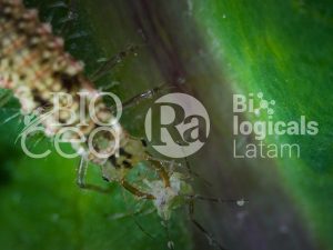 Biocontroladores: el ejército invisible y eficiente que protege los cultivos