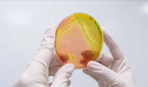 Agrosavia reafirma su compromiso con la bioeconomía: busca aprovechar el potencial de los microorganismos en la agricultura sostenible