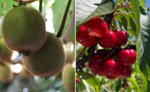 Cherry & Kiwi Conference: Curicó será el punto de encuentro para la cereza y el kiwi