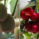 Cherry & Kiwi Conference: Curicó será el punto de encuentro para la cereza y el kiwi