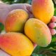 Cuando se trata de mangos, EE UU demanda calidad