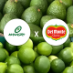 Fresh Del Monte y Managro se unen para expandir la oferta de aguacates y limas de Colombia