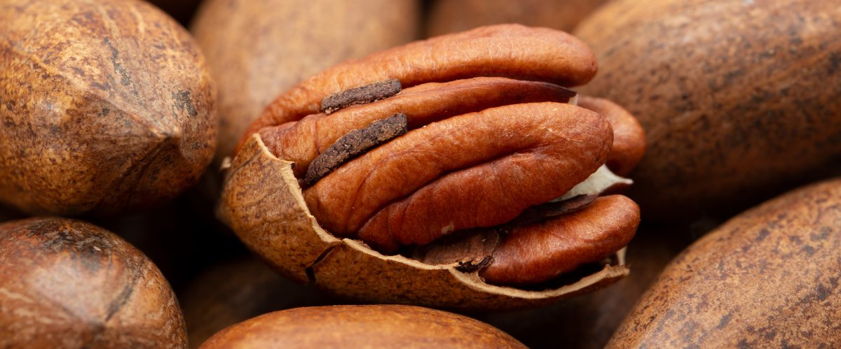 Chihuahua se consolida como líder nacional en producción de nuez pecana y un motor de la economía agroindustrial