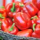 Japón emite consulta pública para iniciar la importación de pimiento morrón mexicano