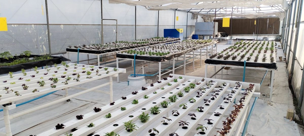 Cultivando futuro: la energía fotovoltaica como herramienta para hacer una agricultura más sustentable