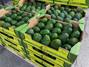 El palto/aguacate en Ecuador no puede competir en volumen, pero sí en calidad
