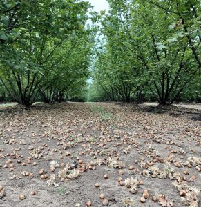 Control de vigor y mayor rendimiento en huertos de ‘Tonda di Giffoni’