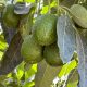 El rol clave del porcentaje de materia seca a cosecha