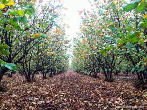 Avellano: anticipando futuras temporadas complicadas