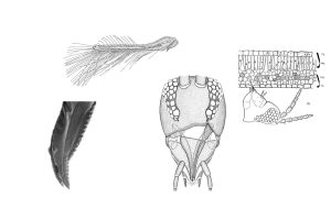 Estrategias de control de trips en paltos: Entender para intervenir