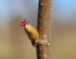 Cómo hacer frente al añerismo en avellano