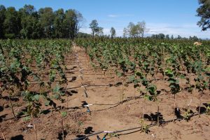 Elección de variedades en avellano: "El romanticismo en la agricultura te hace quebrar"