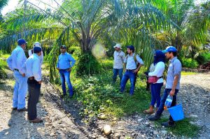 Efecto de aplicación de materia orgánica como agente de recuperación de algunas propiedades químicas en suelos cultivados con palma de aceite